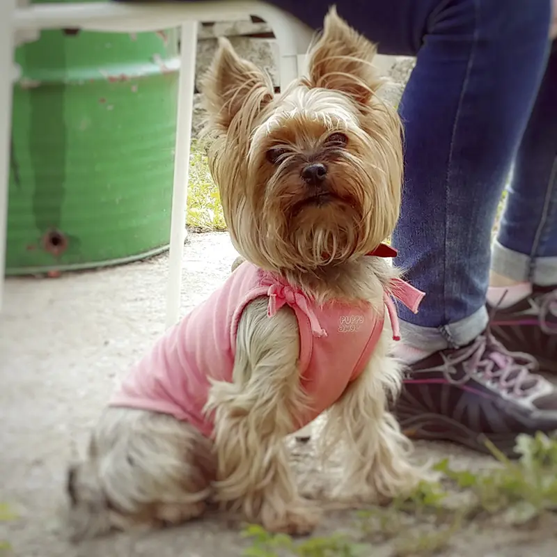 На фото: йоркширский терьер светлого окарса одет в розовую маечку, сидит на улице у ног хозяйки, ушки подняты, смотрит прямо на вас