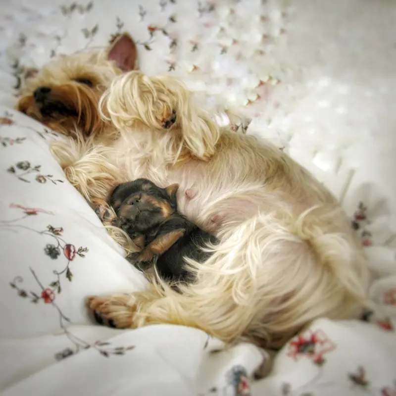 На фото: йоркширский терьер светлого окраса спит на одеяле, лежа на спине, прислонившись к ее животу, спит лежа на спине, щенок йоркширского терьера