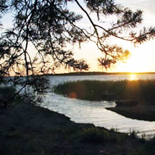 На летнем фото: водная гладь и берег озера на закате на фоне сосновых веток
