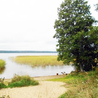 На фото: берег озера, песчаный и с травяным покровом, на берегу - дерево у самой воды, прибрежная часть водоема частично поросла тростником, за ней - большая вода, вдалеке виден противоположный берег
