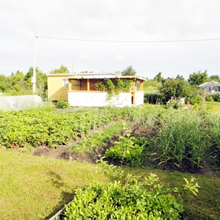 На фото: часть земельного участка, участок ровный, разработан, на участке - грядки, садовые посадки, теплица, беседка, хозблок