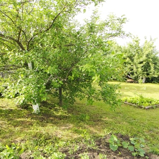 На фото: часть земельного участка, участок с небольшим уклоном, разработан, на участке - газон, плодовые кусты и деревья, грядки