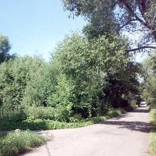 На фото: улучшенная грунтовая дорога, слева к ней примыкает еще одна улучшенная грунтовая дорога. Слева и справа от дороги лесная растительность: высокая трава, кустарник, лиственные деревья