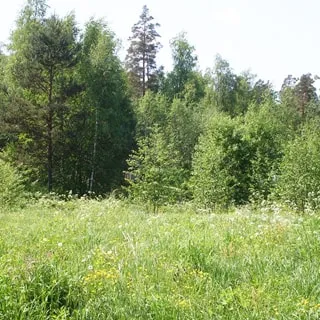 На фото: земельный участок, луговая растительность, на заднем плане - опушка леса, участок ровный, пустой, не разработан, без построек
