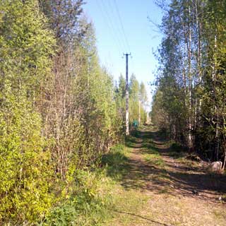 На фото: проселочная лесная дорога, справа и слева - смешенный лес, по левой стороне дороги проходит воздушная линия электропередачи по бетонным столбам