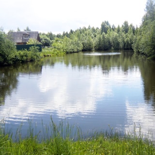 На фото: часть поверхности водоема - озера или пруда, по берегам - трава, кустарник, деревья
