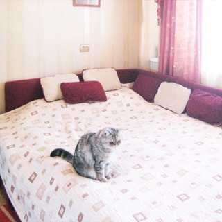На фото: часть помещения жилой комнаты - спальни, окно, большая двуспальная кровать, на кровати подушки и кот, стены оклеены обоями