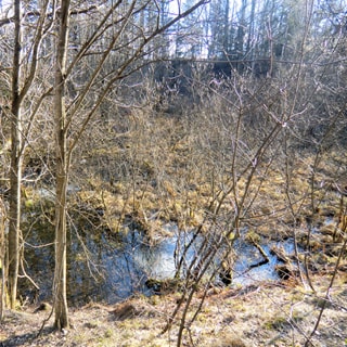 На фото: заболоченная часть земельного участка, небольшой пруд или болотце, лиственное мелколесье, кустарник, ровный, свободный, без построек, не огорожен