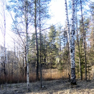 На фото: часть земельного участка, лиственное и хвойное мелколесье, березы, ели, с небольшим уклоном справа-налево, свободный, без построек, не огорожен, слева на дальнем плане коттеджная застройка