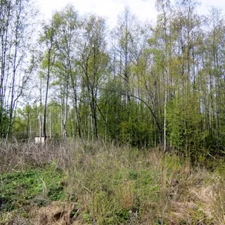 На фото: часть земельного участка без построек, за заднем плане - молодые деревья, кустарник