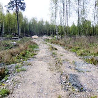 На фото: участок грунтово-гравийной дороги, за заднем плане - деревья, кустарник
