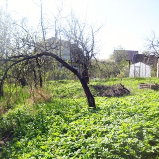 На фото: часть земельного участка, трава, садовые посадки и деревья, теплица, на дальнем плане соседние одноэтажные дома