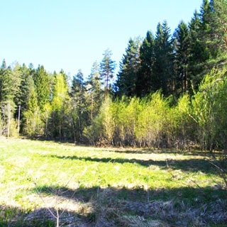 На фото: луговой участок на опушке леса, лес смешанный, участок свободный, без построек, не огорожен