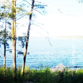 На фото: берег озера, кромка воды, противоположный берег почти не виден, на берегу мелколесье, отдельно стоящие деревья хвойных пород