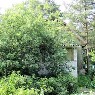 Садовый дом 44 кв.м на 6 сотках в Новом Токсово (Ленинградская область, Всеволожский район) продается. Летом дом утопает в зелени