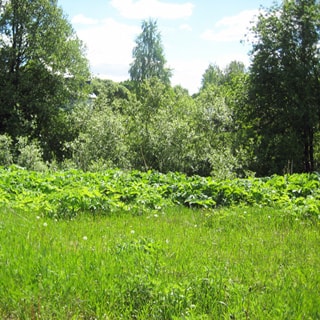 На фото: земельный участок, на переднем плане - луговая растительность, на заднем - деревья, кустарник