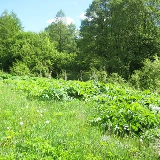 На фото: земельный участок, на переднем плане - луговая растительность, на заднем - небольшой уклон к ручью, кустарник, деревья
