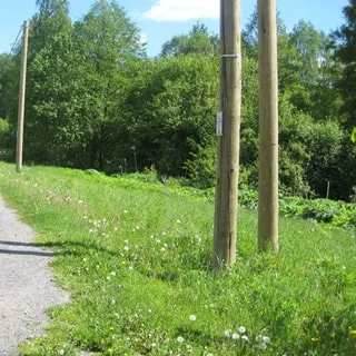На фото: земельный участок, по границе участка вдоль дороги проходит ВЛЭП на деревянных столбах
