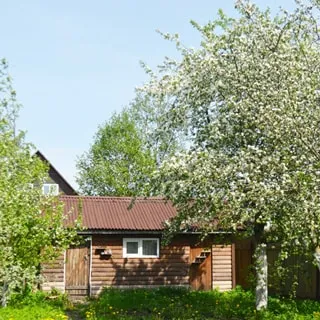 На фото: одноэтажная деревянная постройка - баня, на переднем плане - яблоня в цвету
