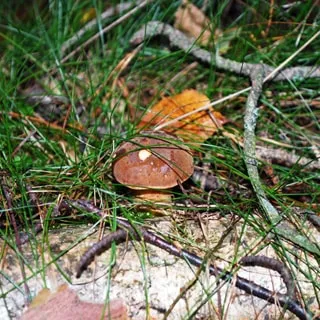 На фото: крупным планом белый гриб в лесной траве
