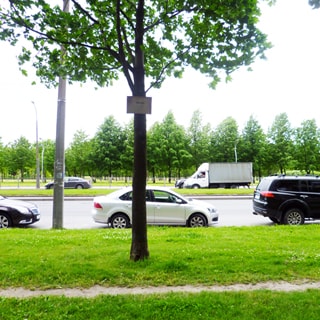 На фото: проезжая часть улицы с припаркованными у обочины легковыми автомобилями, разделительная полоса - газон, обочина на перднем плане - газон с деревьями, обочина на заднем плане - газон, деревья, парковая зона