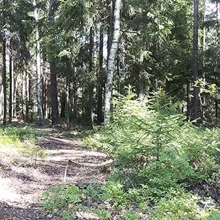 На летнем фото: лесной массив смешанного хвойно-лиственного состава деревьев, расположение деревьев и лесные тропы позволяют совершать лесные прогулки, собирать грибы и ягоды, почва сухая, лес проходимый